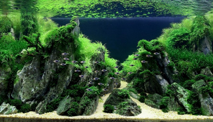 CO2-tekort in je aquarium herkennen & oplossen