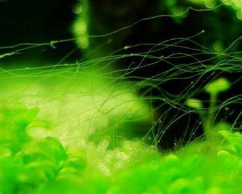 Draadalg in het aquarium: de ultieme strategie
