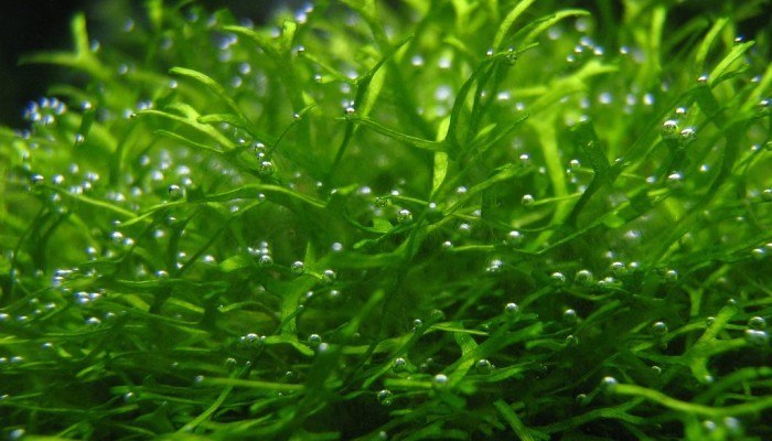 aquarium zuurstof