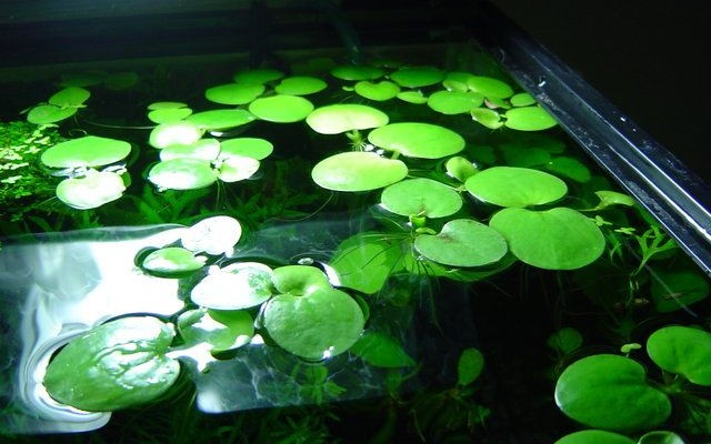 Drijfplanten voor het aquarium