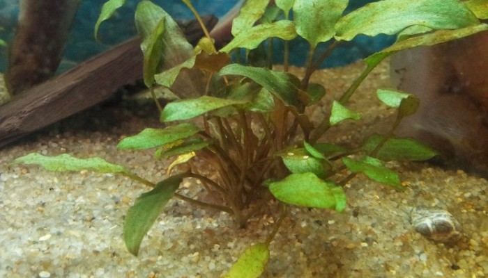 bruine alg aquarium