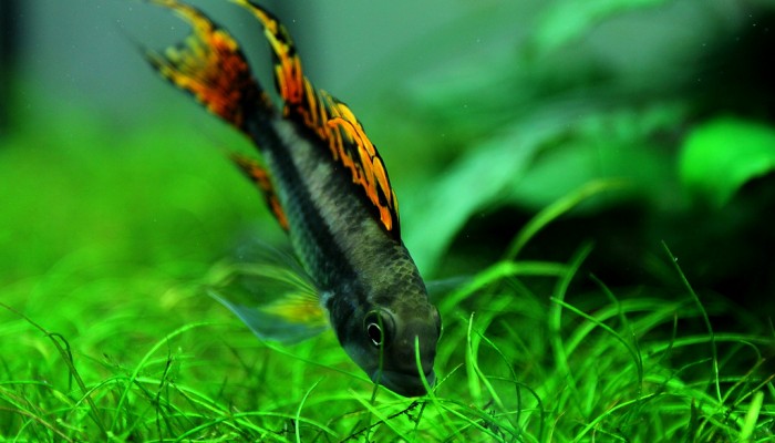 aquarium voorgrond