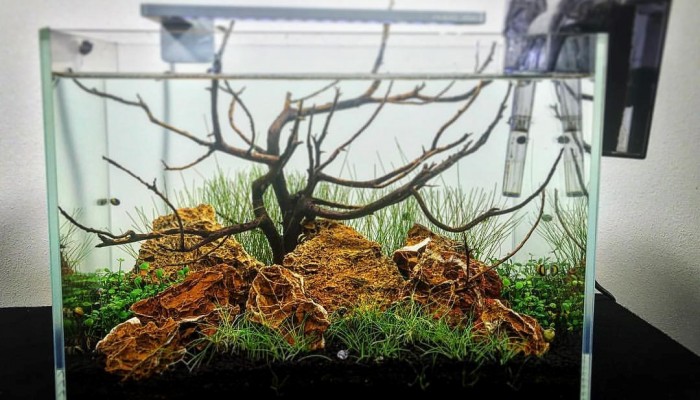 Algbestrijding aquarium