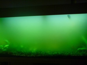 Groen water in aquarium