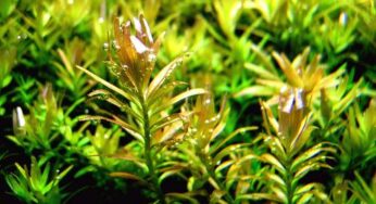 CO2 meten in het aquarium
