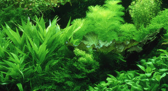 Het Nederlandse aquarium