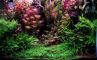 aquariumplanten snoeien en planten