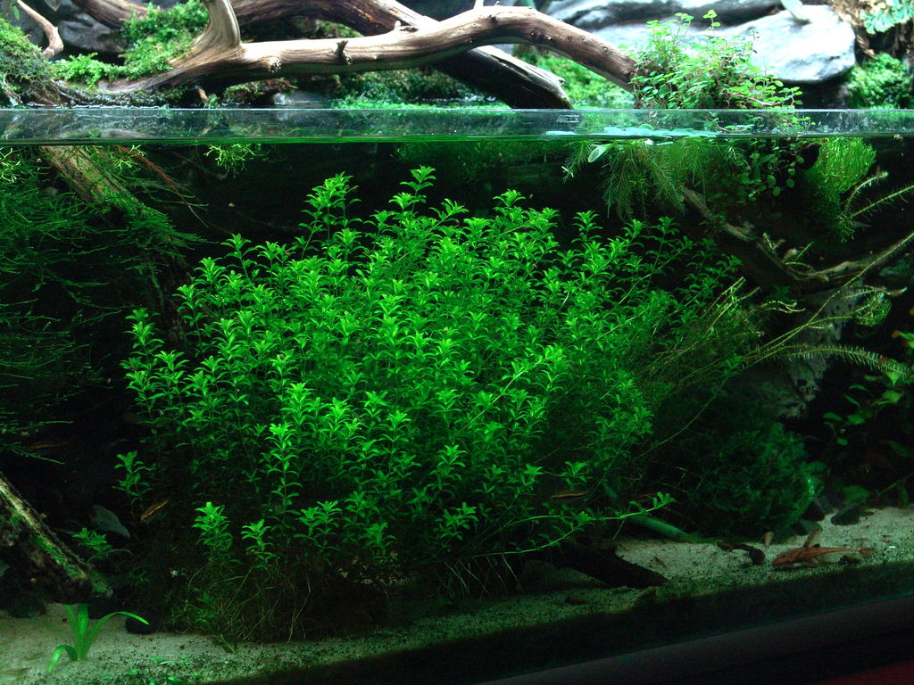 Geen co2 bemesting in aquarium