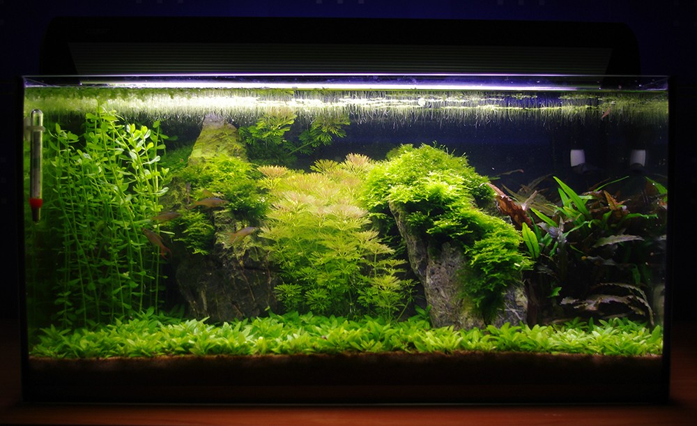 Een aquarium zonder CO2 bemesting: dat