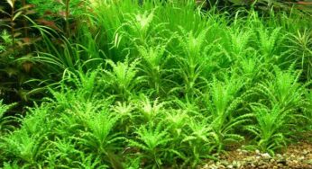 Biotoop van Pogostemon Helferi