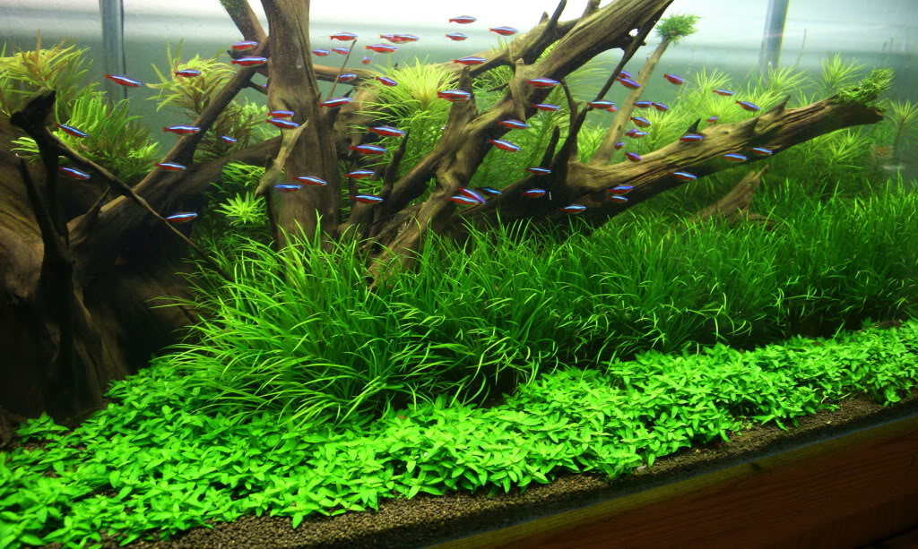 aquarium plantenvoeding aquarium