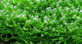 CO2 bemesting in het aquarium