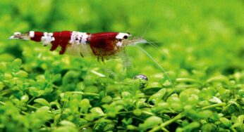 Is nitraat in het aquarium schadelijk voor je vissen?