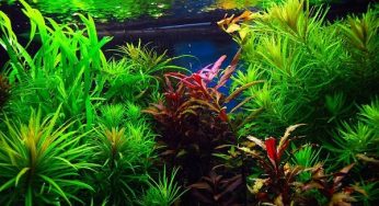 Aquariumbemesting & aquarium plantenvoeding: al je vragen beantwoord