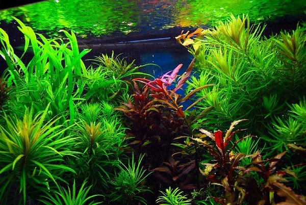 lid Verplicht oneerlijk Aquarium plantenvoeding & aquariumbemesting: een gids