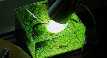 Vloeibare CO2 of CO2 in gasvorm?