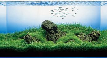 Het Iwagumi aquarium