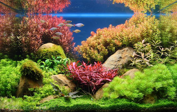 Aquarium inrichting