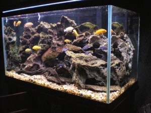 Voorbeeld van een Cichliden aquarium