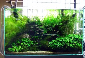 Voorbeeld van een Nature Aquarium