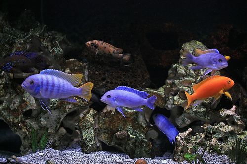 Cichliden aquarium inrichten