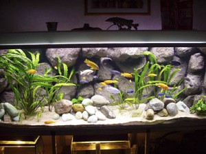 Je cichliden aquarium inrichten: tips en voorbeelden