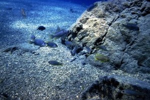 Het Malawimeer als inspiratie voor de inrichting van een cichliden aquarium