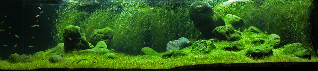 Een mooie aquascape met Vallisneria op de achtergrond