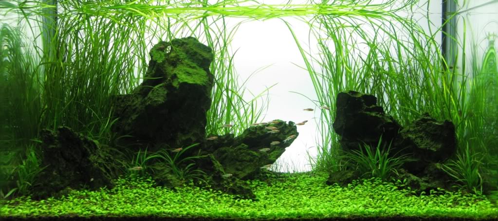 Een scape met Vallisneria