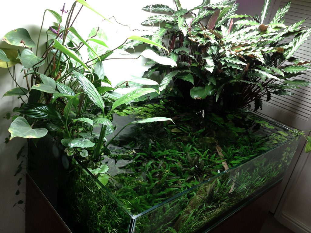 Inspiratie voor je aquarium: “Chocolate Puddle” | 3 | AquascapingBlog