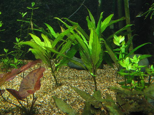 Onderdrukking het spoor stopverf Zo herken je een CO2-tekort in je aquarium & verbeter je je bak!