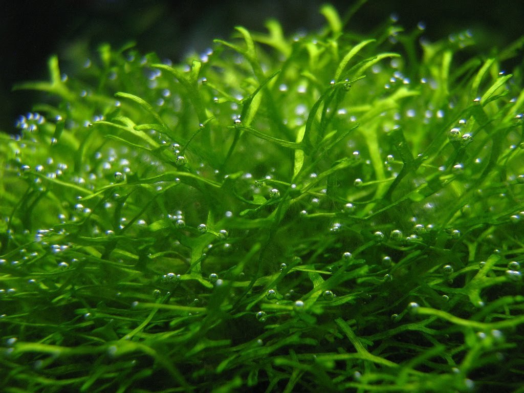 maak je geïrriteerd Als reactie op de Monopoly Zuurstof in het aquarium is belangrijk voor vis én plant!