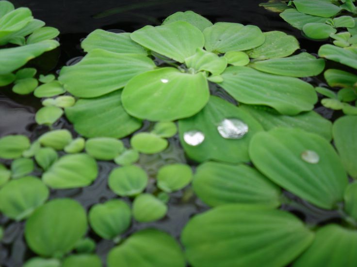 Wirwar drie Toerist Drijfplanten voor je aquarium: goedkoop van je algen afraken!