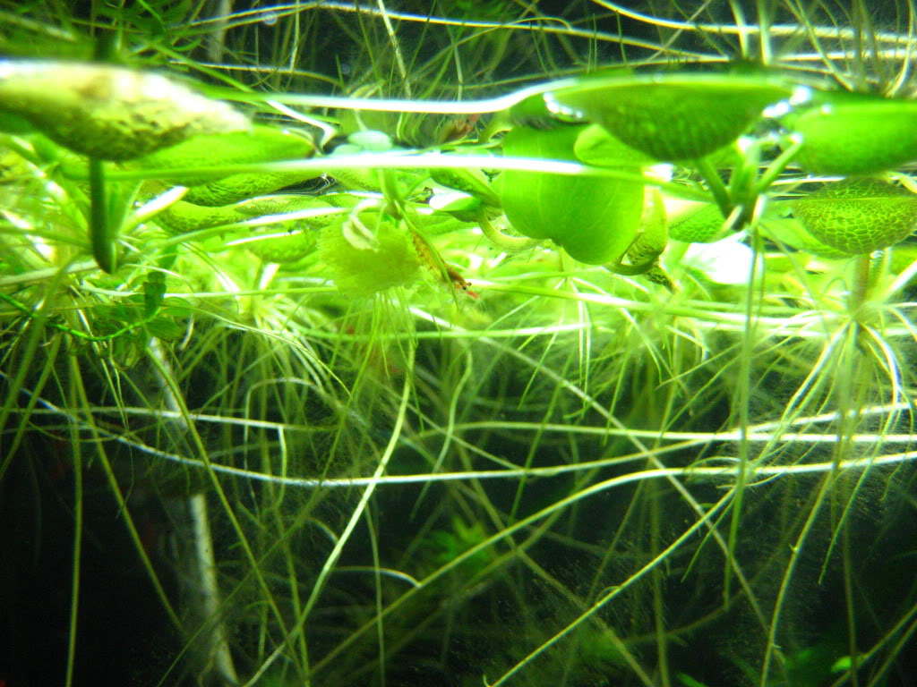 Wirwar drie Toerist Drijfplanten voor je aquarium: goedkoop van je algen afraken!