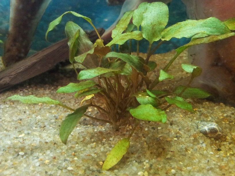 bruine alg aquarium