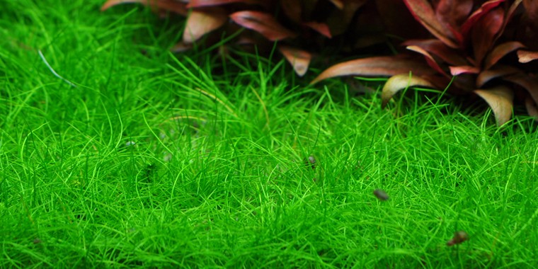 Lichaam Premisse inhoudsopgave Aquarium voorgrond: enkele tips & plantjes!