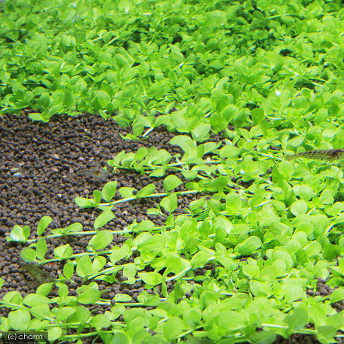 Lichaam Premisse inhoudsopgave Aquarium voorgrond: enkele tips & plantjes!