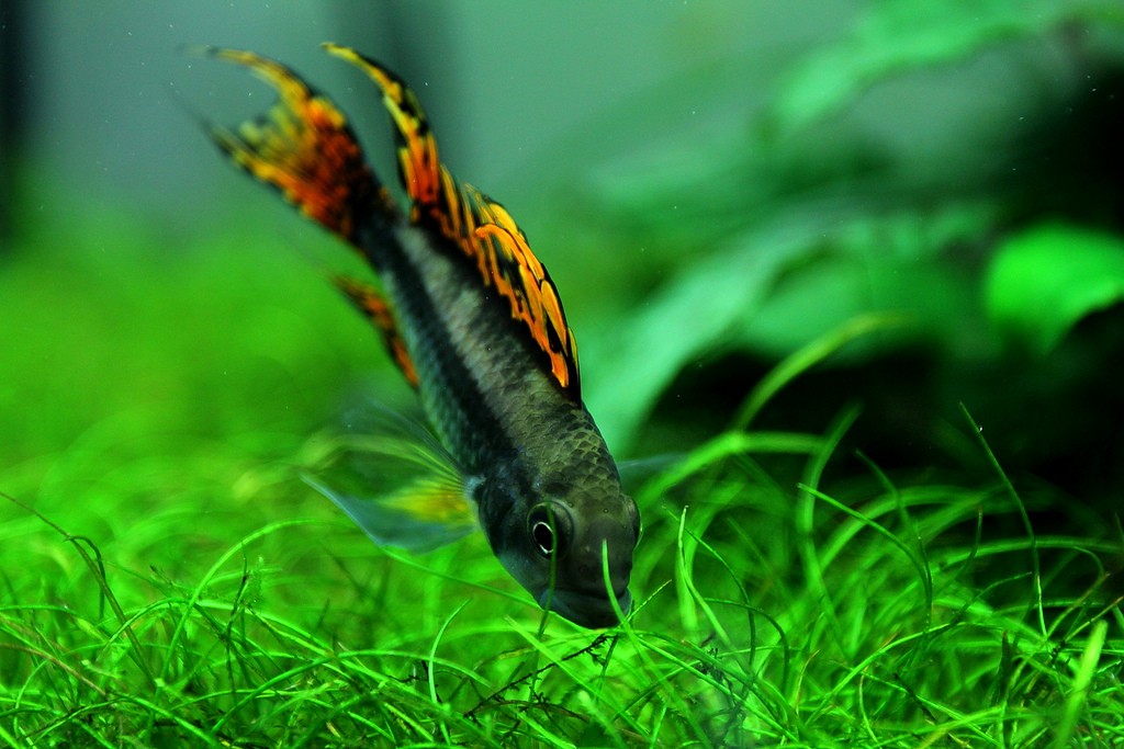 Lichaam Premisse inhoudsopgave Aquarium voorgrond: enkele tips & plantjes!