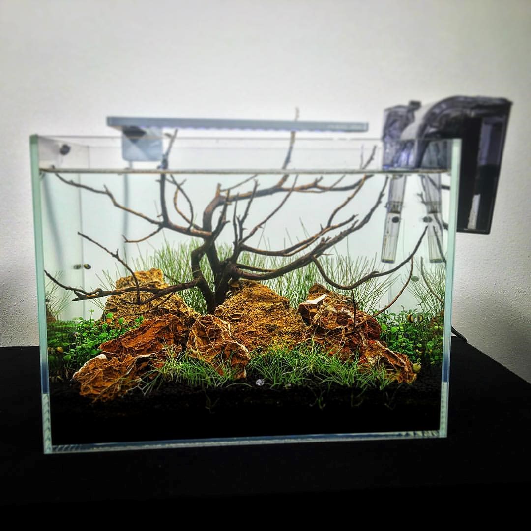 Algbestrijding aquarium