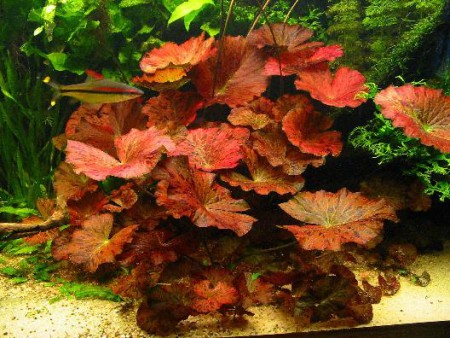 Walter Cunningham Onderzoek Weiland Rode aquariumplanten? 3 tips voor super bloedrode plantjes