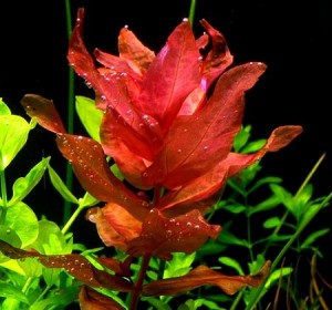 Alternanthera lilacina - voor de mooiste aquariumplanten en producten