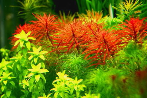 Walter Cunningham Onderzoek Weiland Rode aquariumplanten? 3 tips voor super bloedrode plantjes