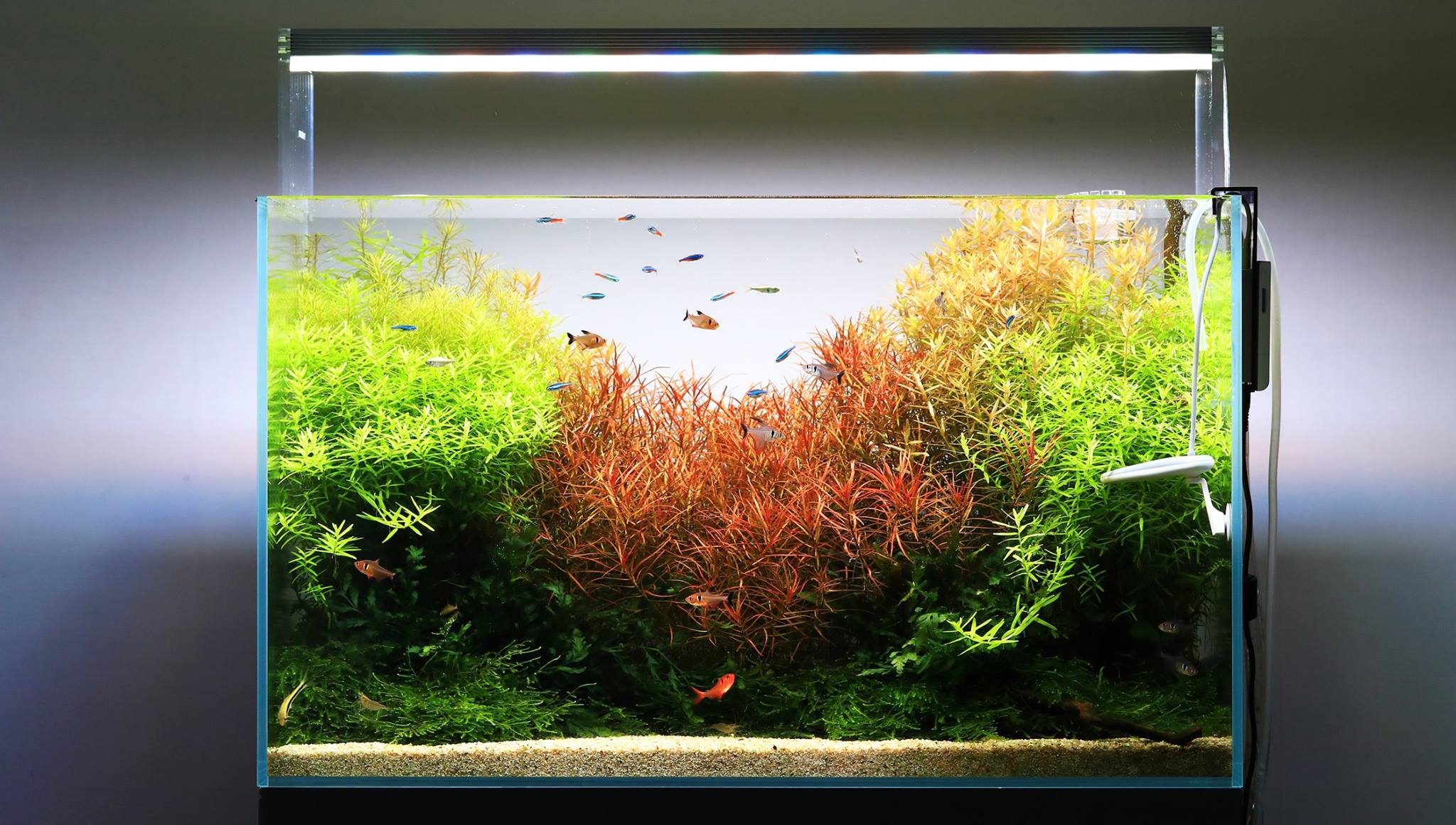 Rode aquariumplanten? 3 tips super plantjes