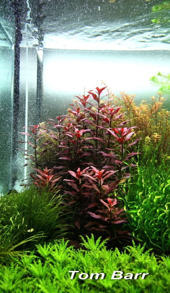 Gespierd Contractie realiteit Rode aquariumplanten? 3 tips voor super bloedrode plantjes