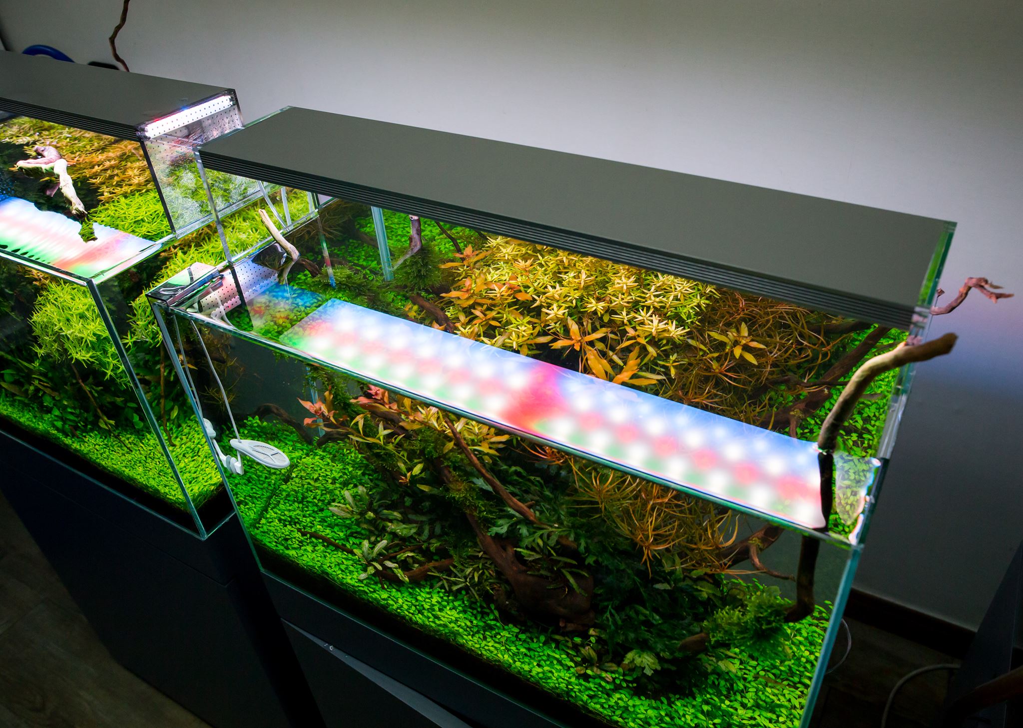 Walter Cunningham Onderzoek Weiland Rode aquariumplanten? 3 tips voor super bloedrode plantjes