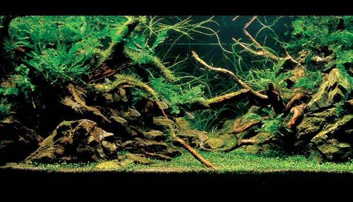 6 geheimpjes om lekker veel diepte in je aquarium te creëren