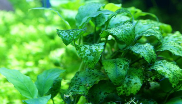 Groene puntalg in je aquarium? Met deze 3 super simpele stappen maak je hem zo af