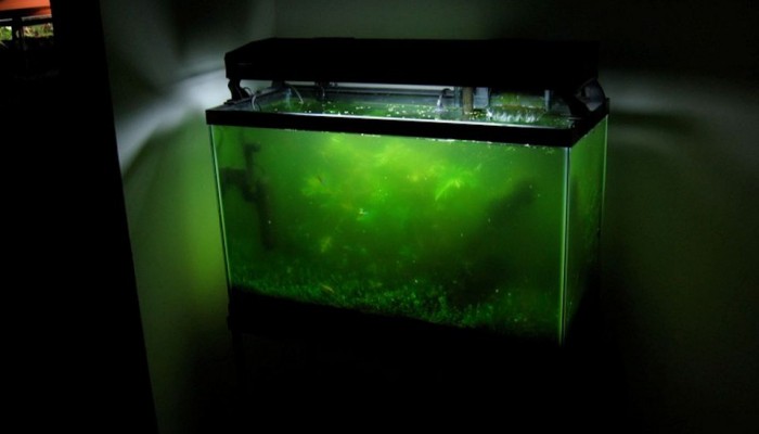Zweefalg of groen water in je aquarium? Maak hem terug helder met deze strategie!