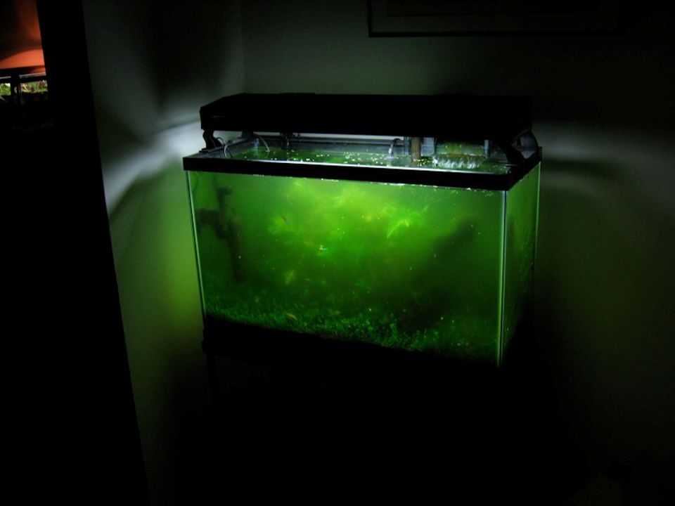 Zweefalg of groen water in je aquarium? Maak hem terug helder met deze strategie! | 1 | AquascapingBlog