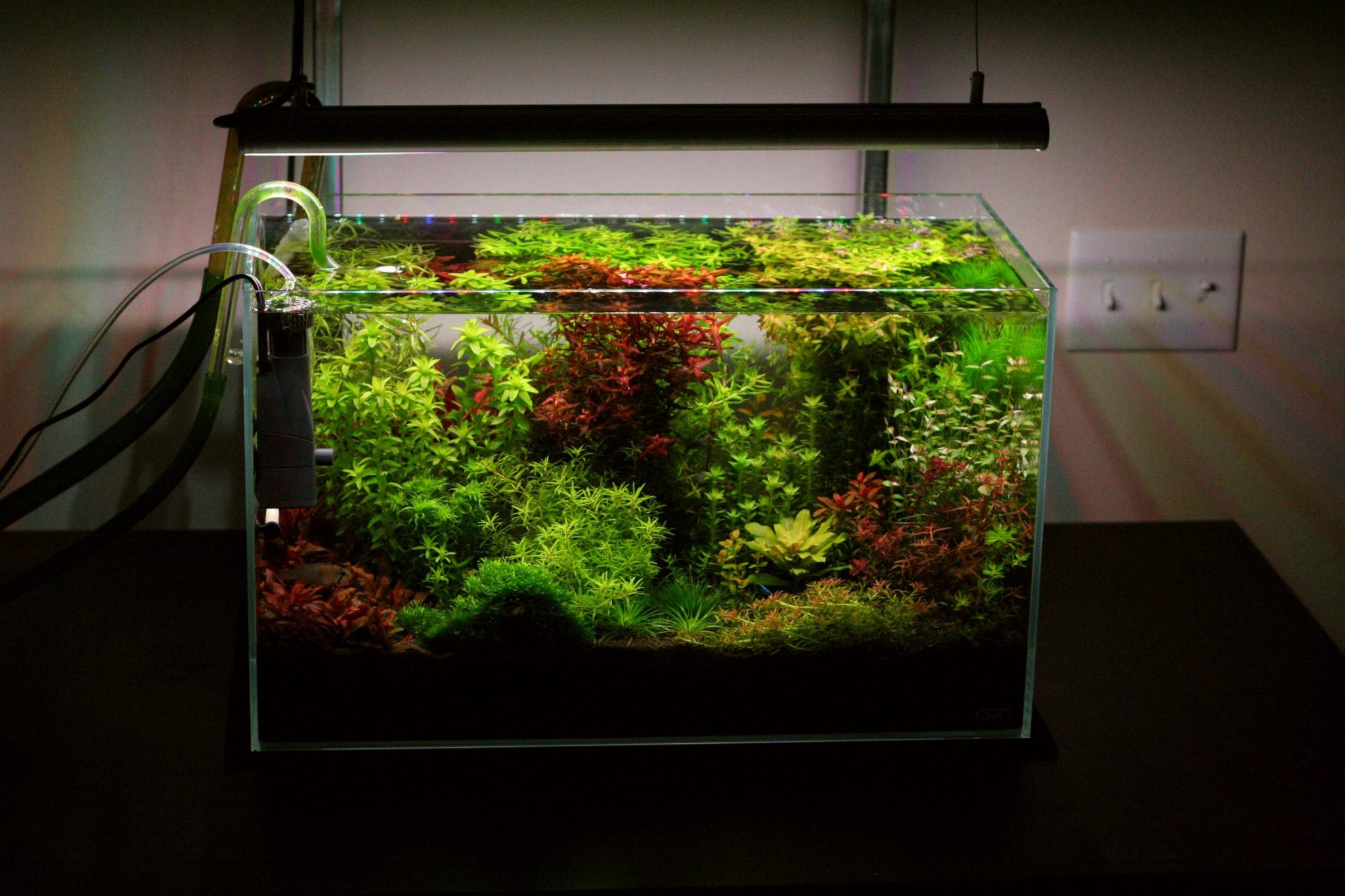 besluiten onderwijzen park 5 must-read aquascaping tips voor beginners | AquascapingBlog